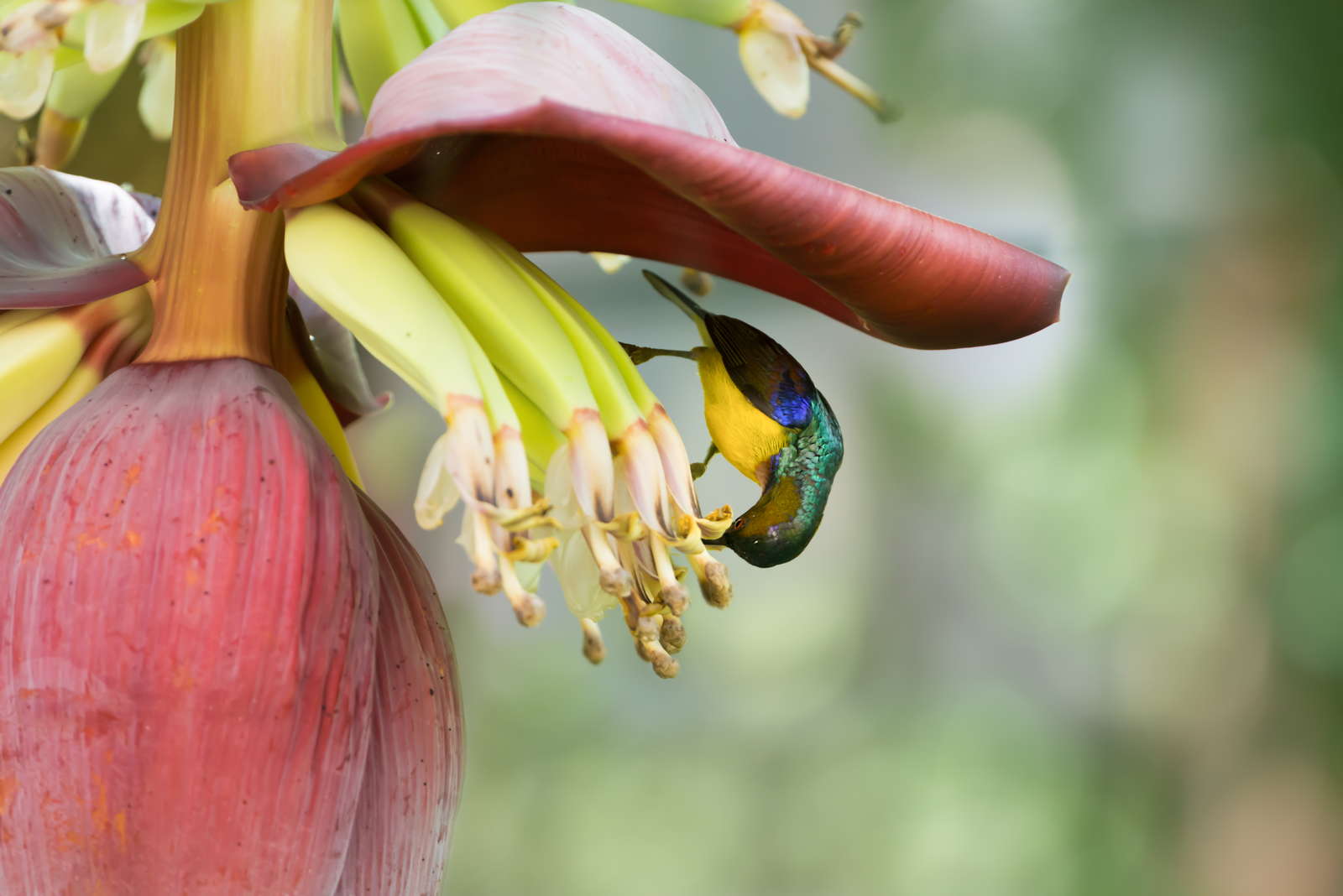 Bananenpflanze Pflanzen & Pflegen im eigenen Garten