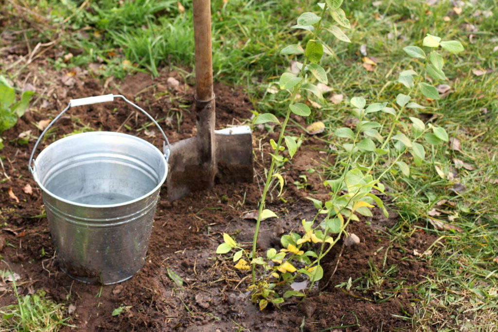 Blaubeerbusch wässern Blaubeeren Heidelbeeren Strauch pflanzen Eimer Spaten