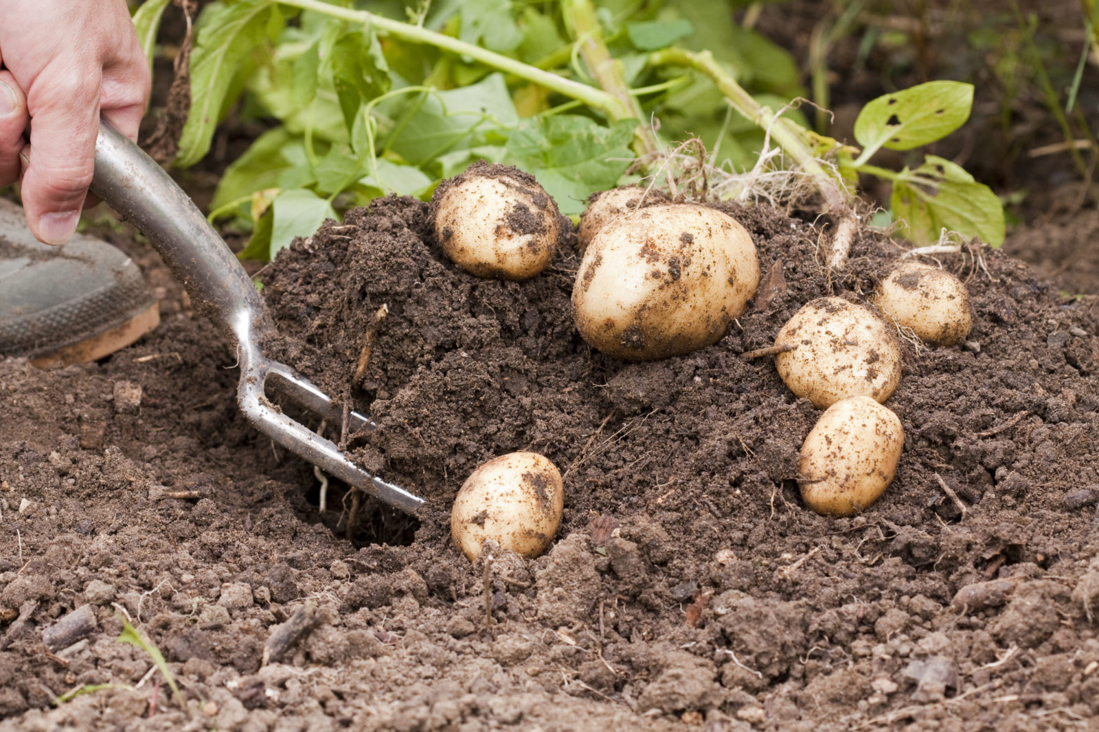 мързеливо садене на картофи