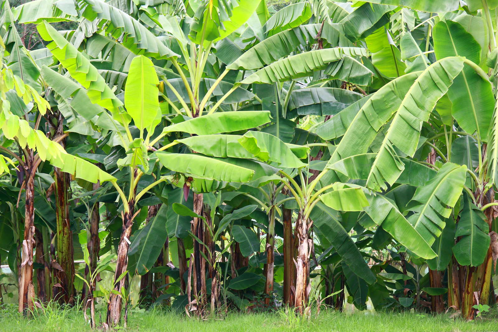 Bananenpflanze kaufen: Darauf sollten Sie achten - Plantura
