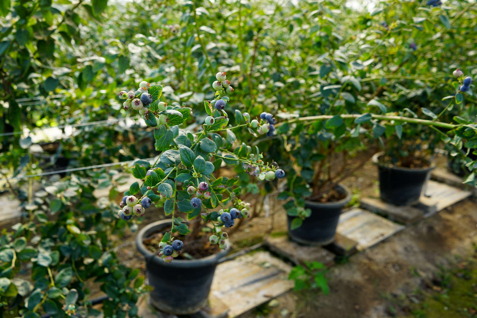 Heidelbeere Im Kübel. topf heidelbeere 1 pflanze vaccinium corymbosum