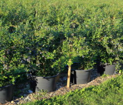 Erde für Heidelbeeren/Blaubeeren Plantura