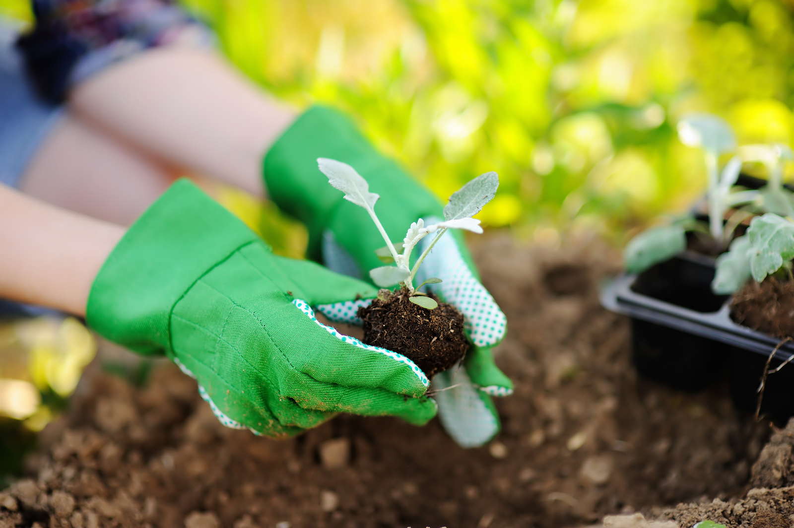 Gartenpflege In Fruhjahr Und Sommer Was Ist Wann Zu Tun Plantura