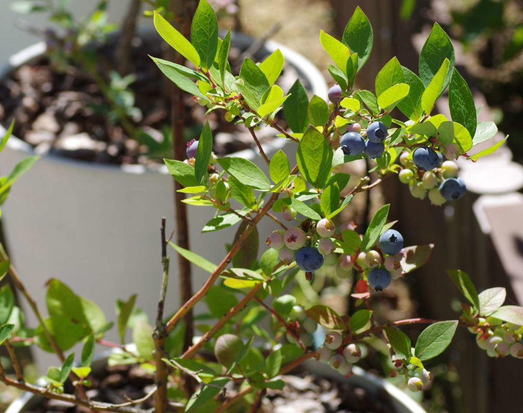 41+ Heidelbeeren Mit Brennesseljauche Düngen, Heidelbeeren düngen