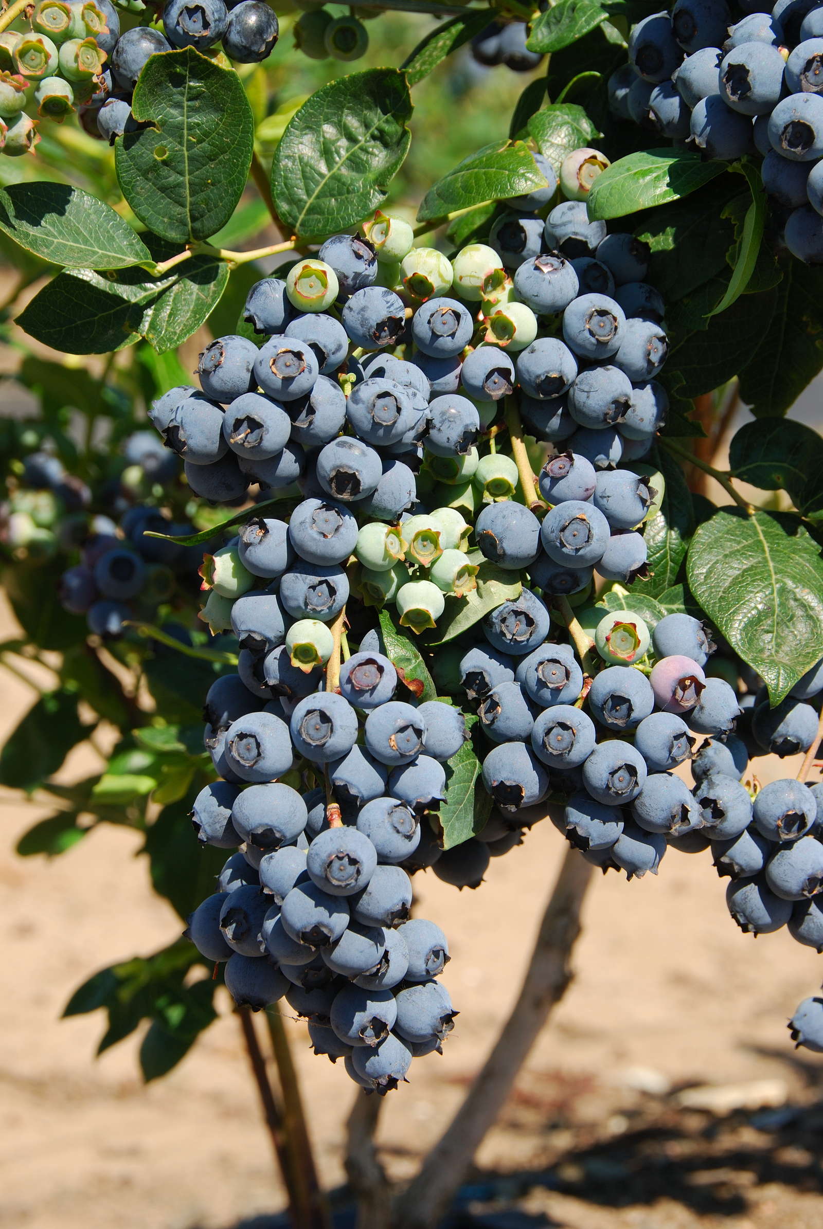 Heidelbeeren/Blaubeeren düngen Expertentipps & Hausmittel Plantura