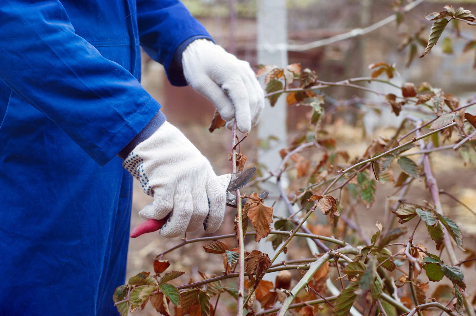 Brombeeren entfernen & vernichten Unsere Tipps Plantura