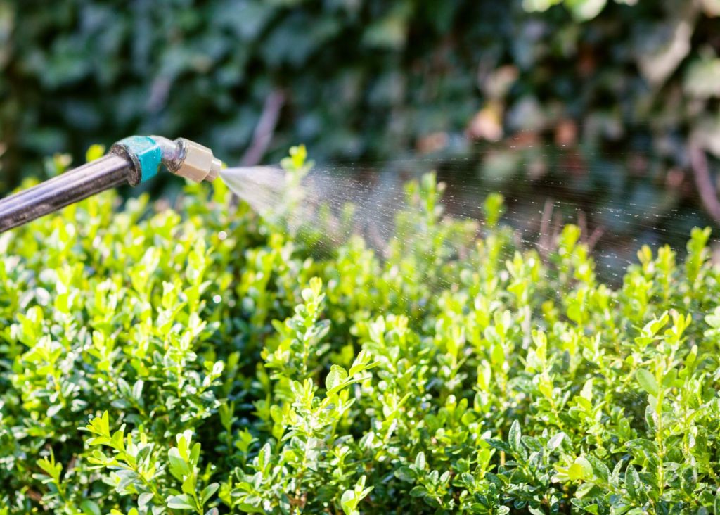Buchsbaum wird mit Gartenschlauch gegossen