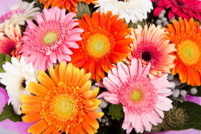 Blumen für den Muttertag: Die 5 Schönsten für Ihre Mama
