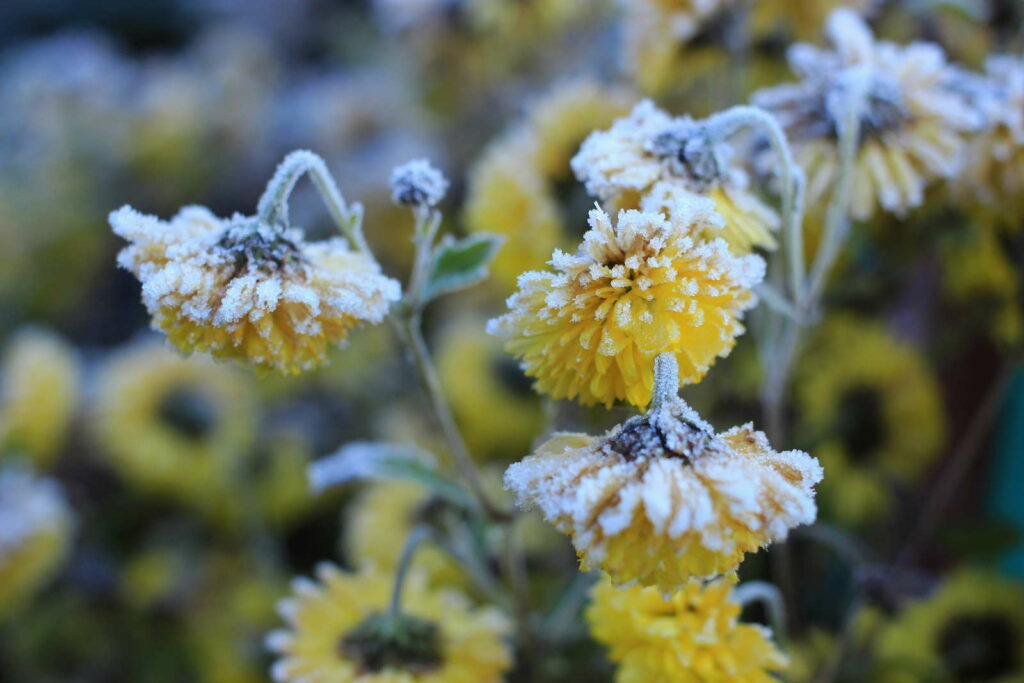 Chrysanthemen gelb Frost