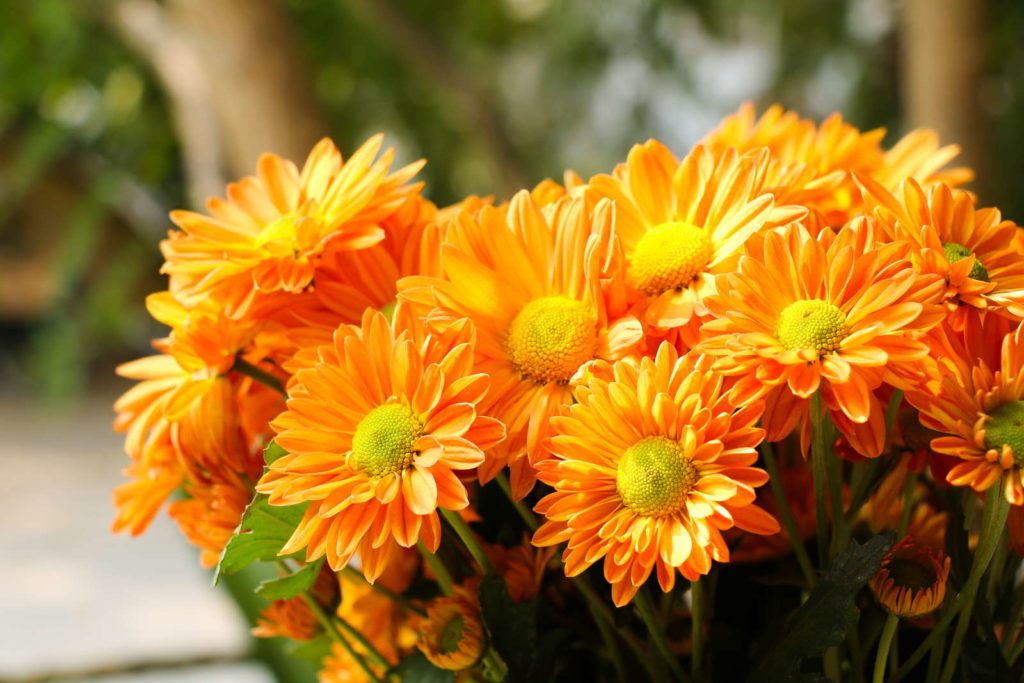 Chrysanthemen orange