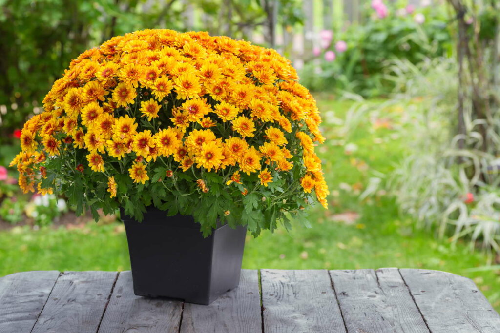 Chrysanthemen orange im Topf