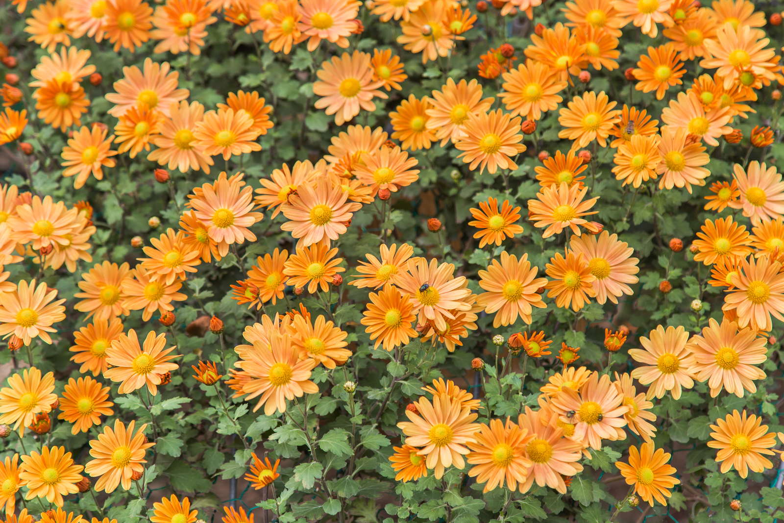 Chrysanthemen-Arten: Die schönsten für den Garten Chrysanthemen-Arten: Die schönsten für den Garten