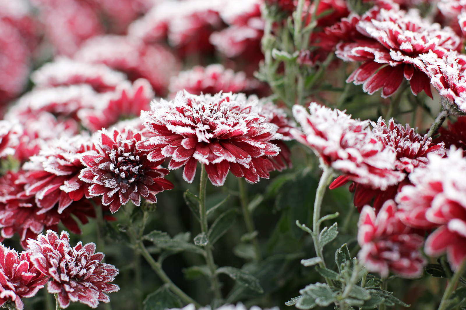 Chrysanthemen-Arten: Die schönsten für den Garten