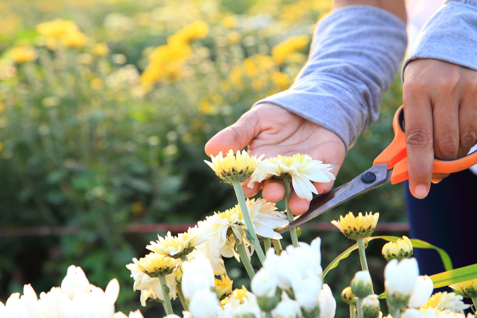 Chrysanthemen ExpertenWissen & PflegeTipps Plantura