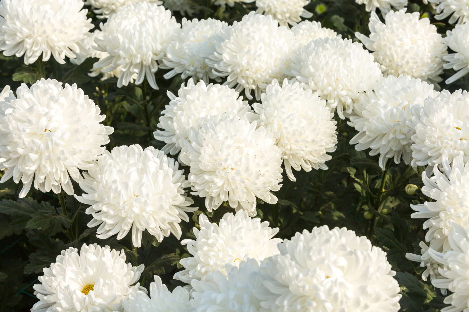 ChrysanthemenArten Die schönsten für den Garten