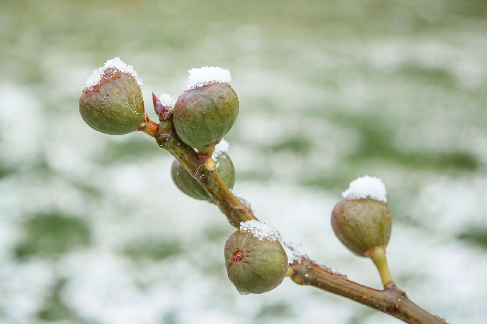 Feigenbaum Alles, was man zur Feige im Garten wissen muss
