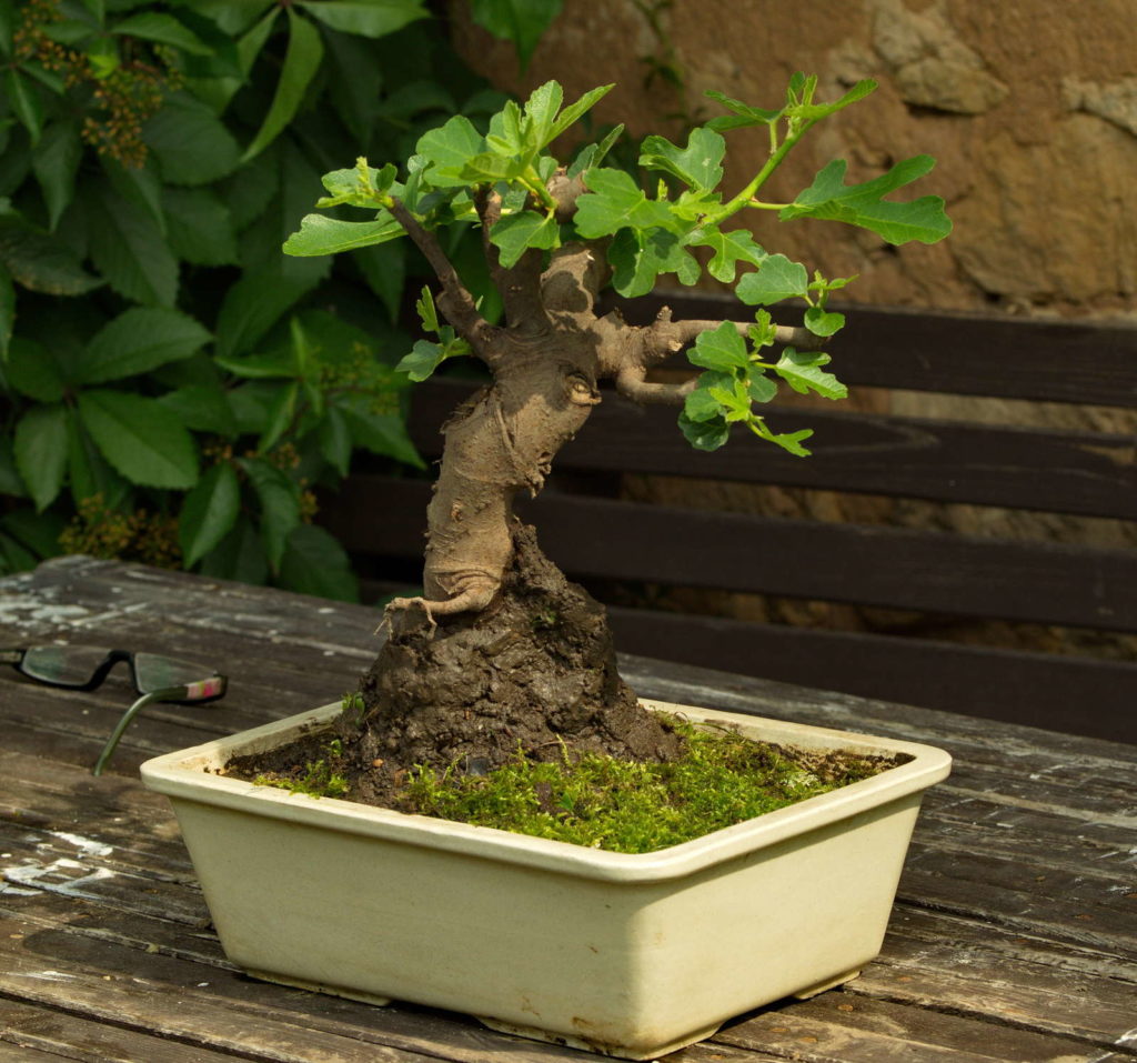 Feigenbaum im Garten ExpertenTipps vom Kauf bis zur Pflege Plantura