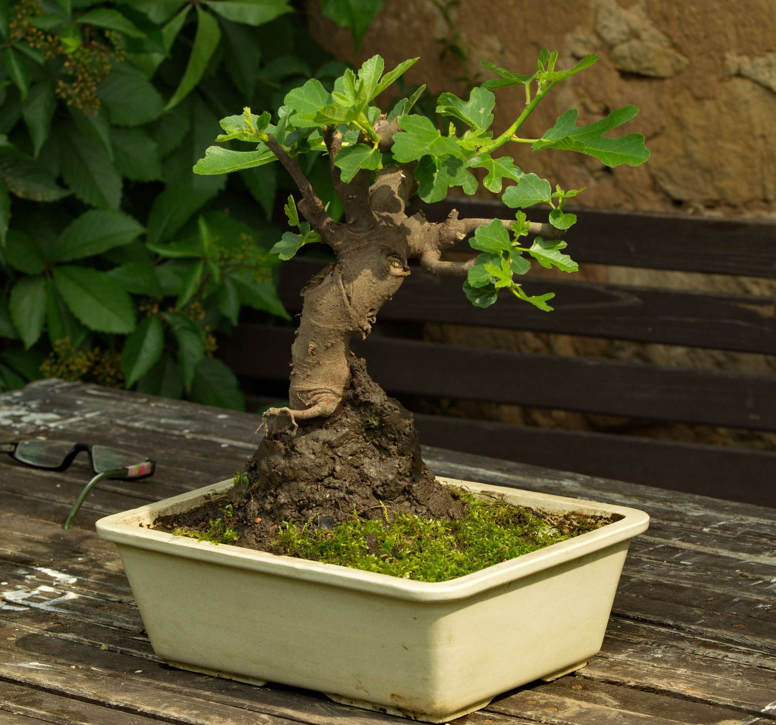 Feigenbaum im Garten ExpertenTipps vom Kauf bis zur