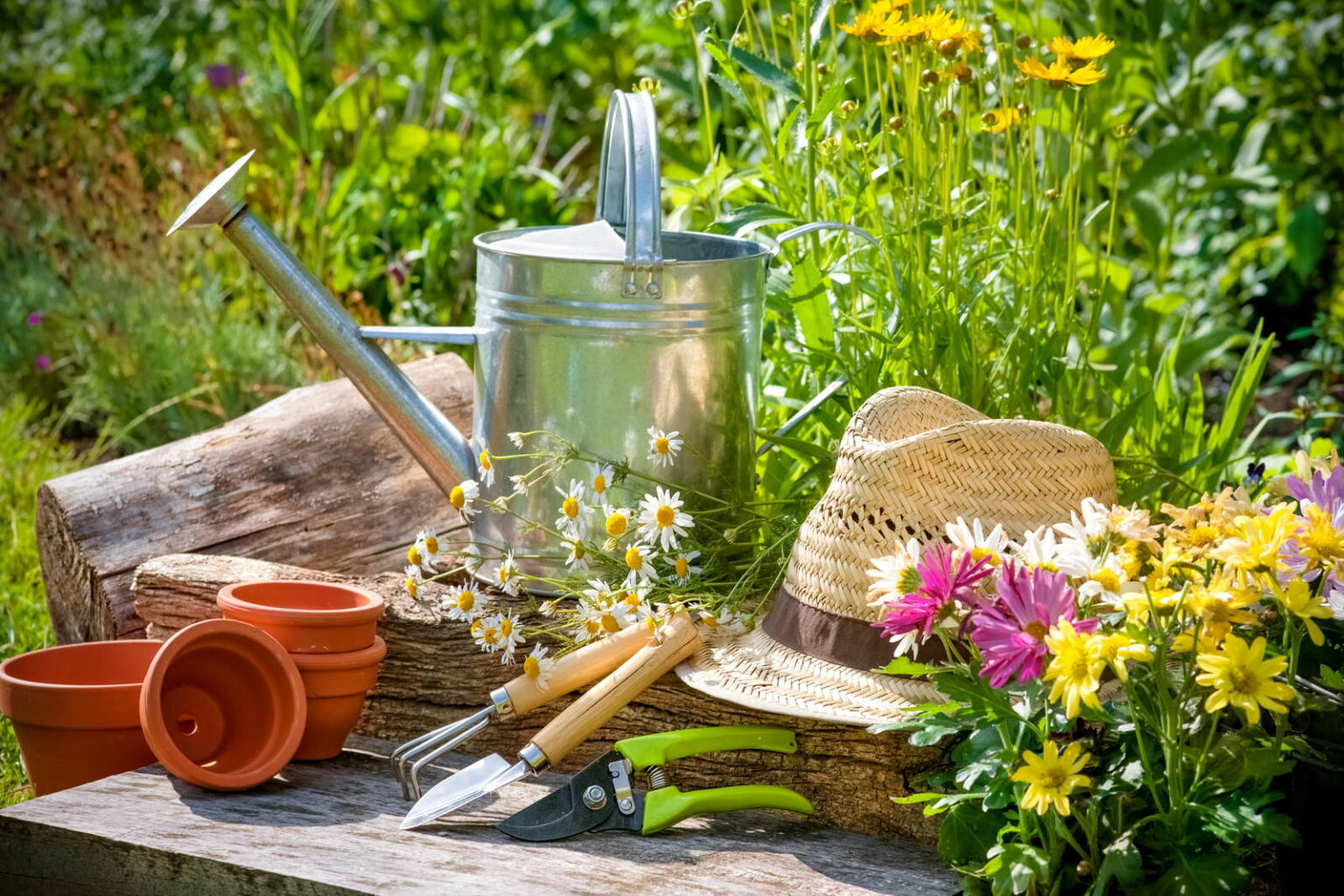 Pflegeleichte Blumen Die Top 7 für den Garten Plantura