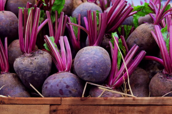 Rote Beete ernten & lagern: Einfrieren, Einlegen und Co.