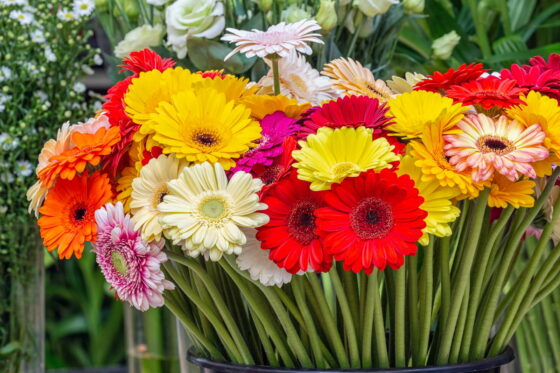 Gerbera pflegen: 8 Pflege-Tipps vom Experten