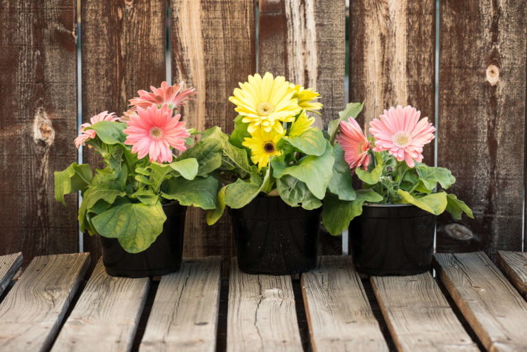 Gerbera pflegen Tipps für Topf & Schnittblumen Plantura