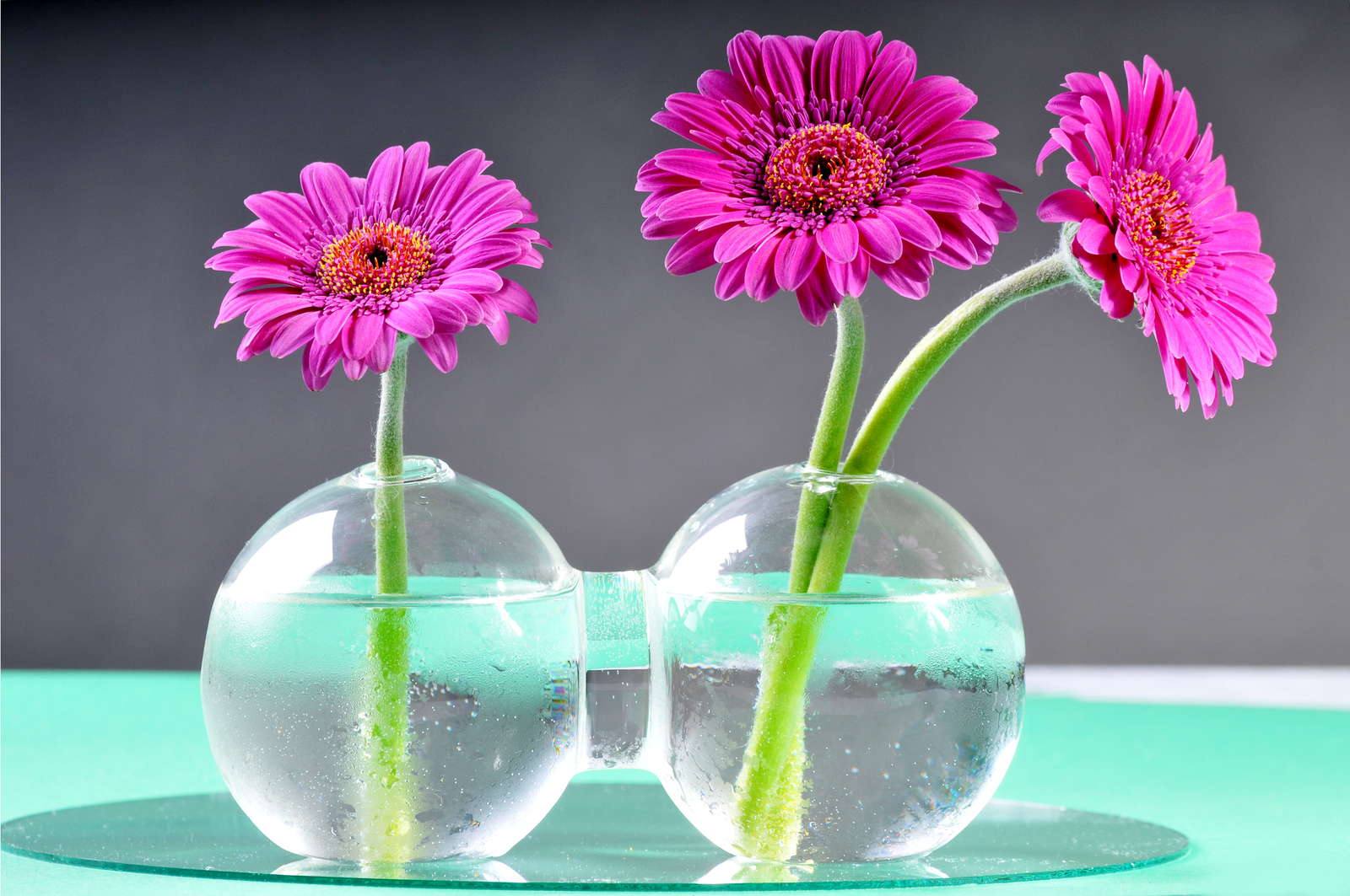 Gerbera-in-Vase-2.jpg