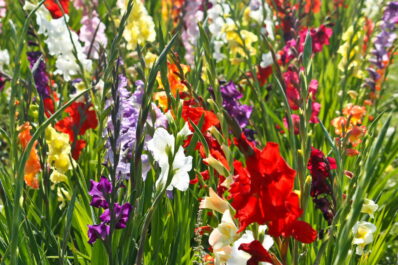 Gladiolen: Hilfreiche Tipps zum Einpflanzen, Schneiden & Pflegen