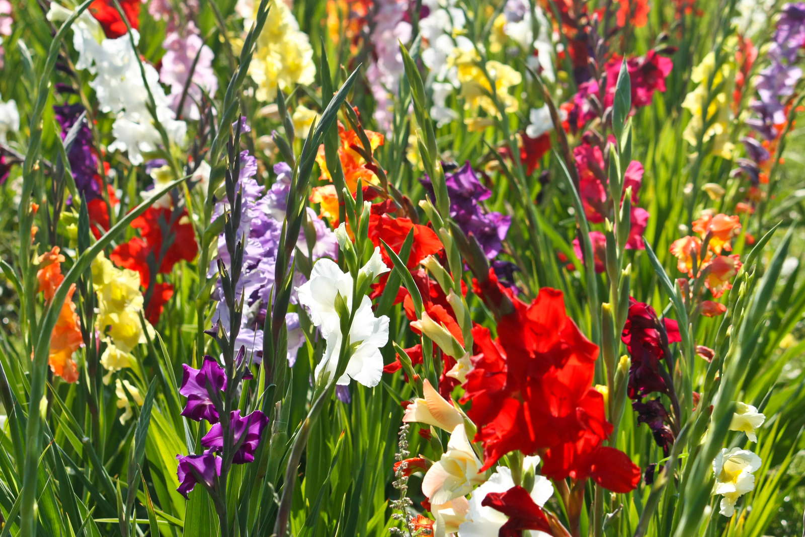 Gladiolen Die Schwertblume Im Eigenen Garten Plantura