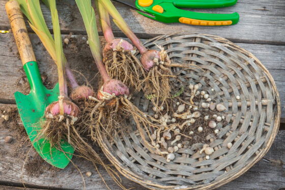 Gladiolen einpflanzen & überwintern: Experten-Tipps
