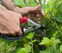 Johannisbeeren richtig schneiden - Plantura