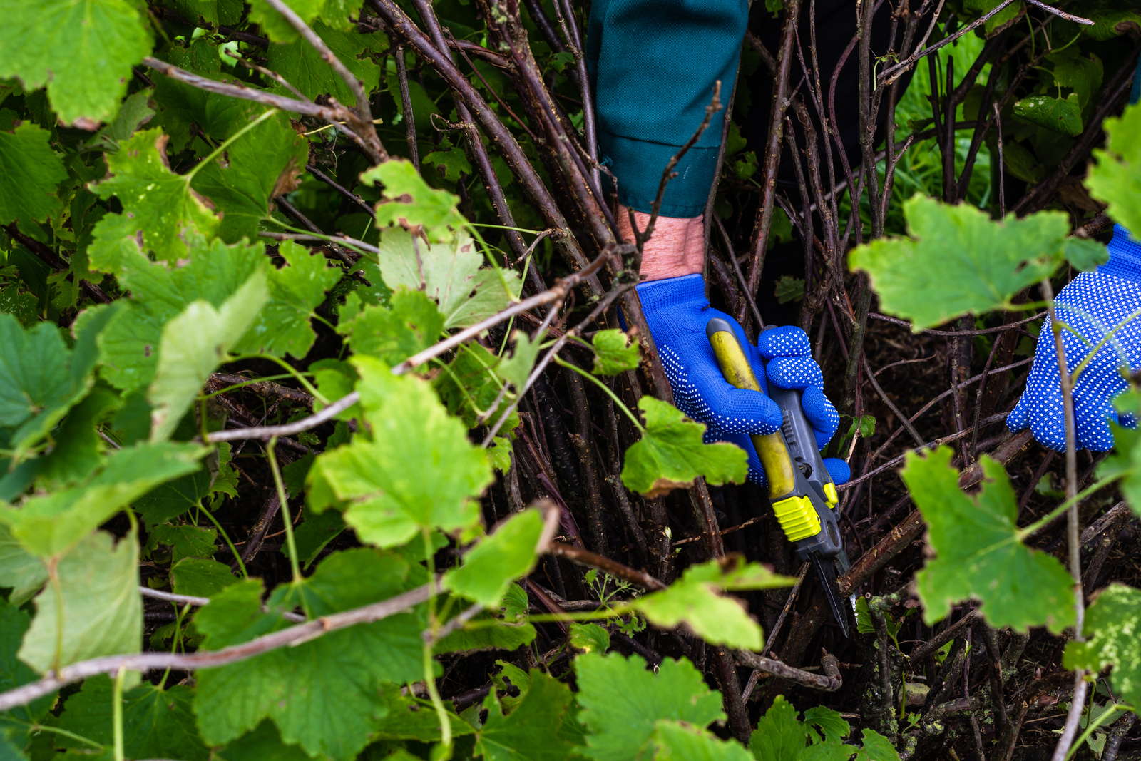 Johannisbeeren richtig schneiden - Plantura