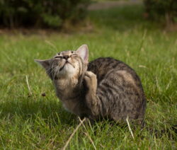 Grasmilben Katze Grasmilben Richtig Bekämpfen Wir