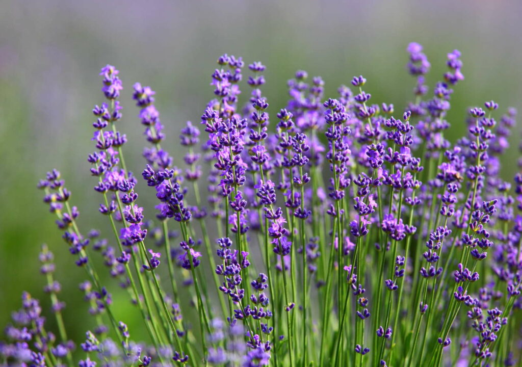 Lavendel im Garten mit Blüte