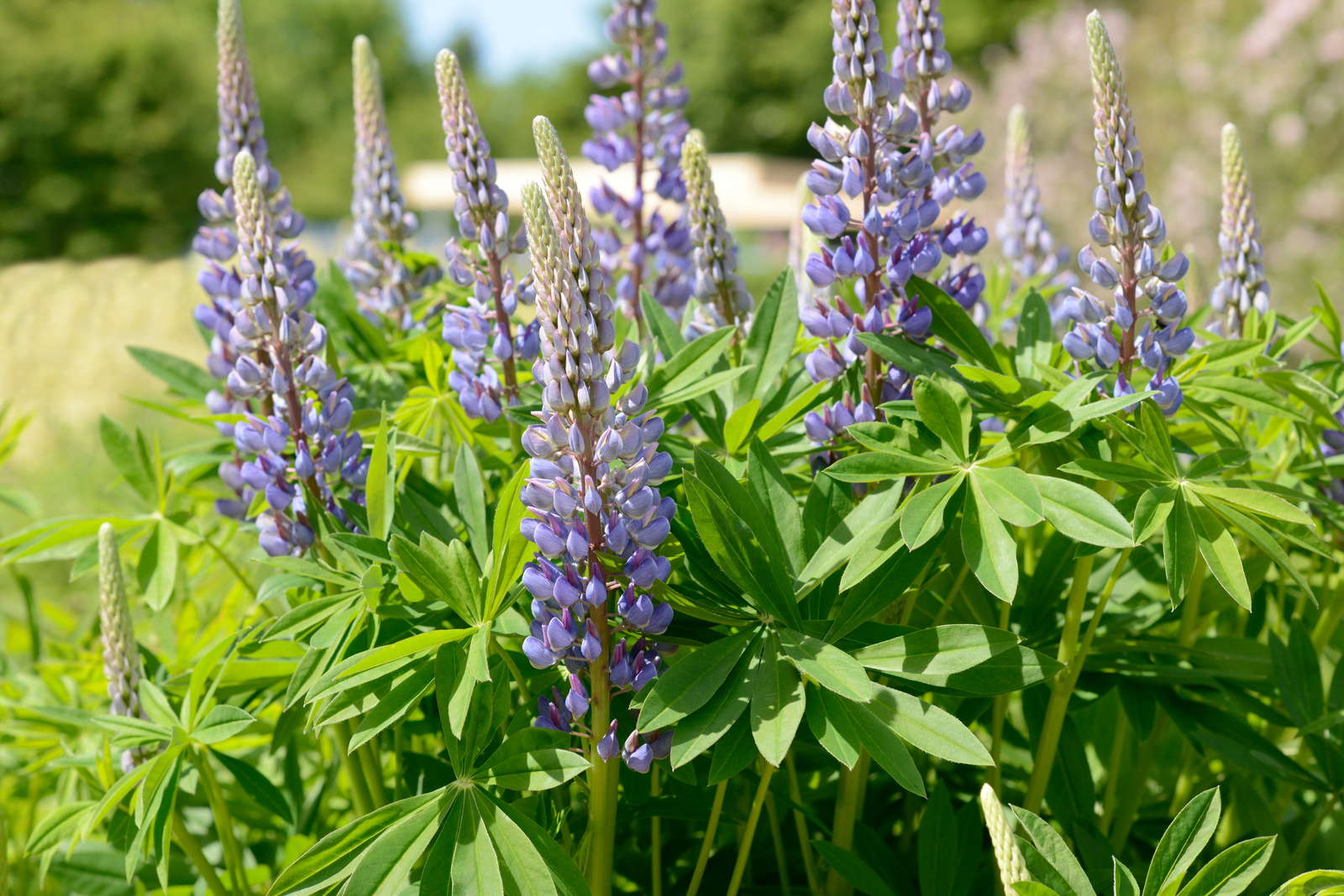 Lupinen Die Eiweißbombe im eigenen Garten pflanzen Plantura
