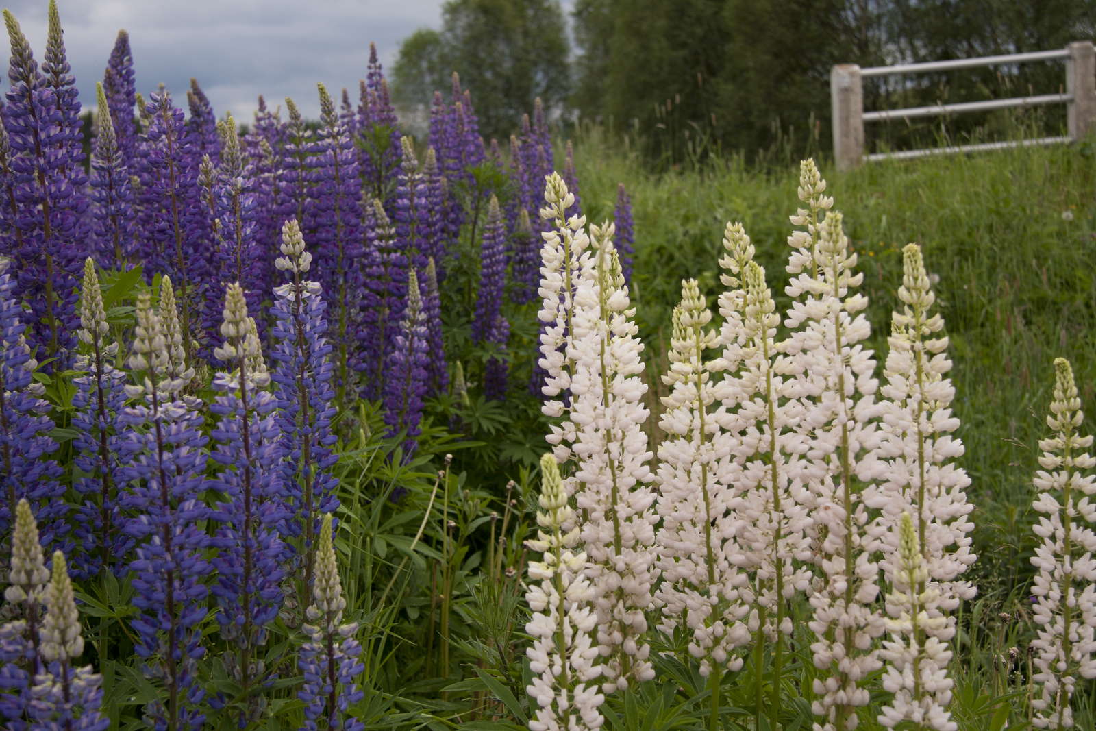 Lupinen Anbau der Eiweißbombe im eigenen Garten Plantura