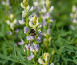 Lupine Lupinus Angustifolius