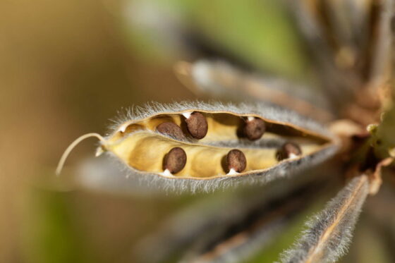 Lupinensamen: Eiweißreiche Samen aus dem eigenen Garten essen