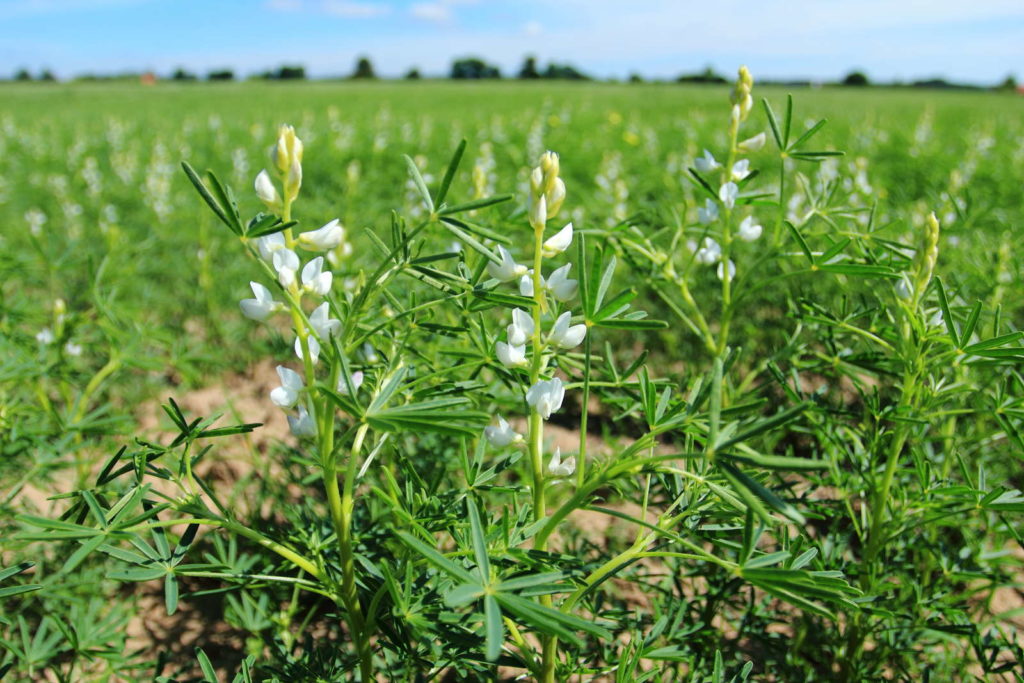 Lupinensamen Eiweißreiche Samen aus dem eigenen Garten essen Plantura
