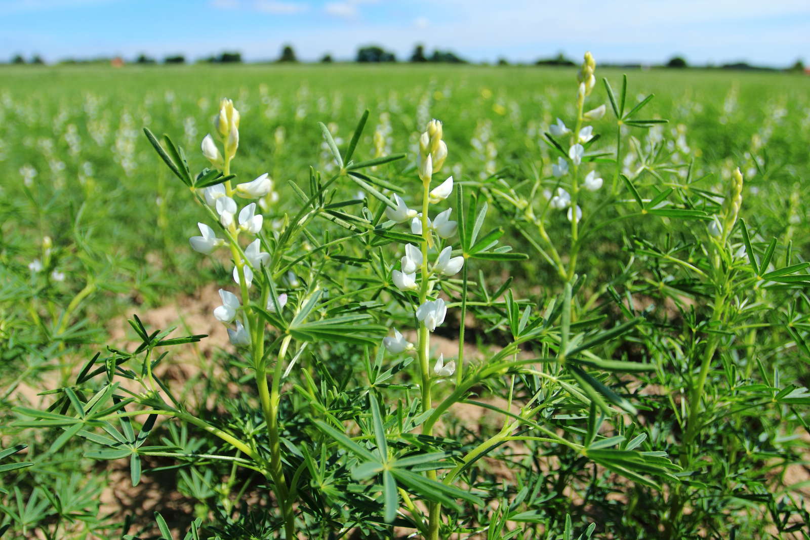 Lupinen Die Eiweißbombe im eigenen Garten pflanzen Plantura