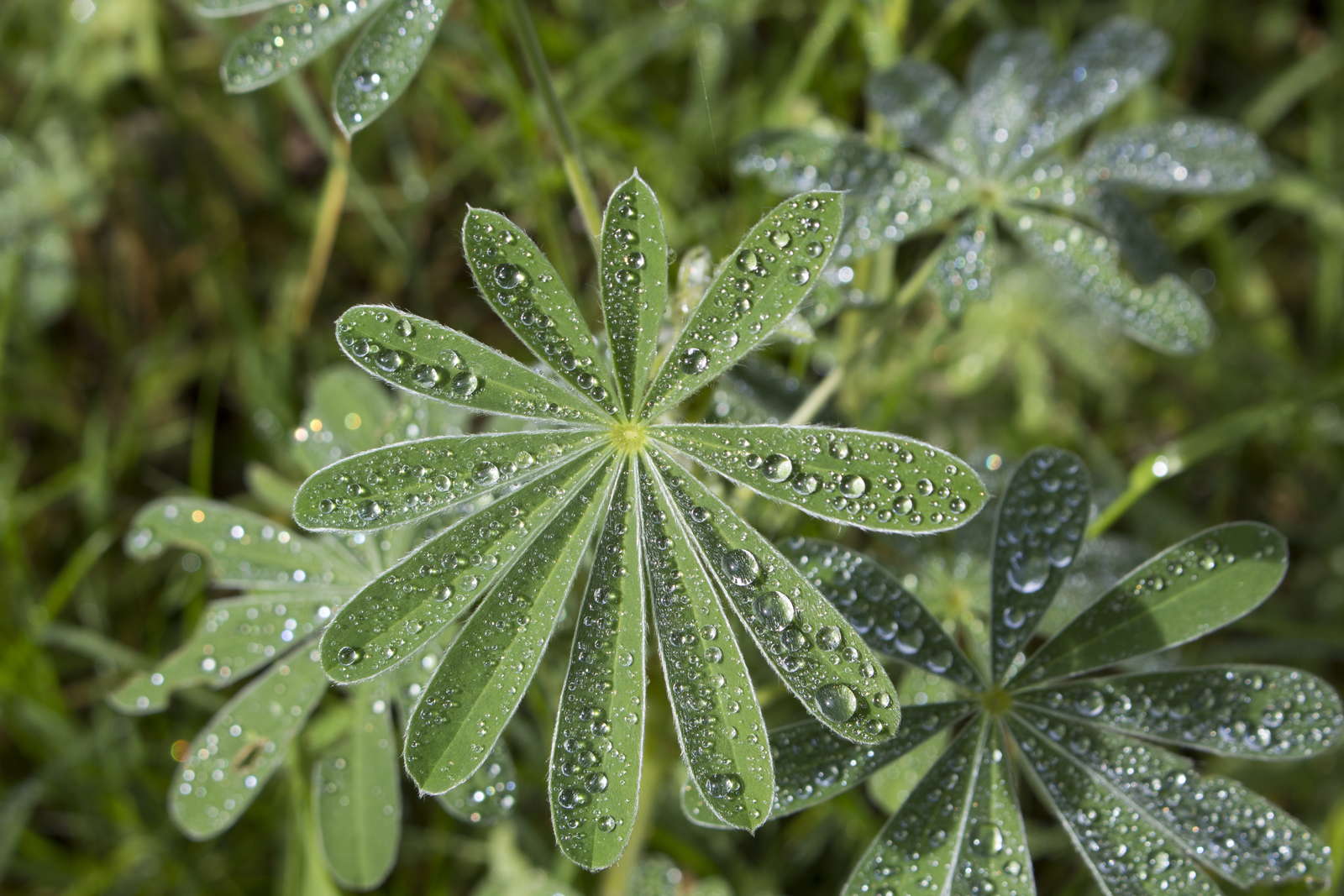 Lupinen Die Eiweißbombe im eigenen Garten pflanzen Plantura