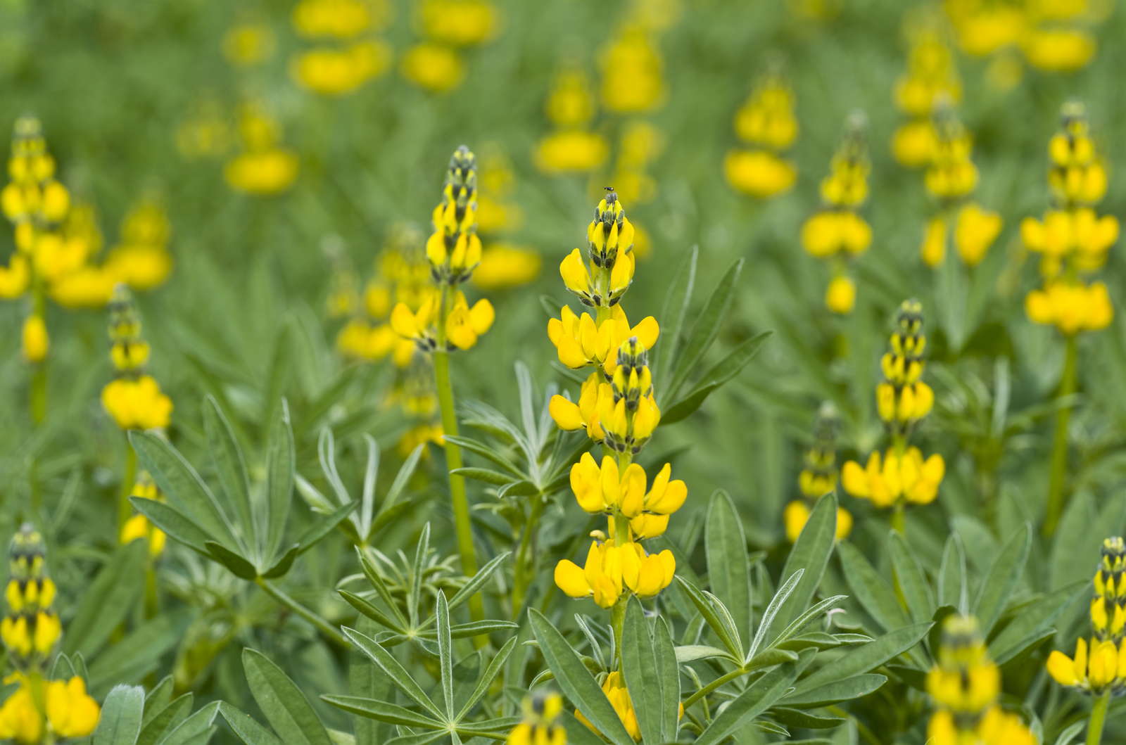 Lupinen Anbau der Eiweißbombe im eigenen Garten Plantura