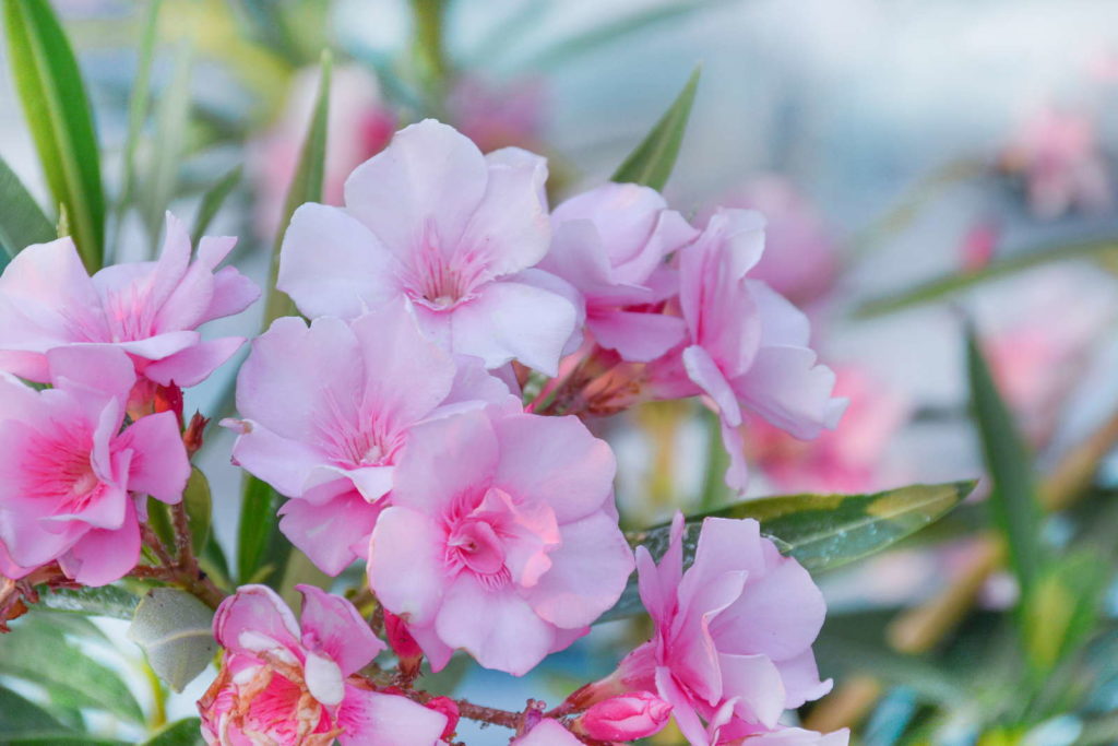 Oleander pinke Blüten