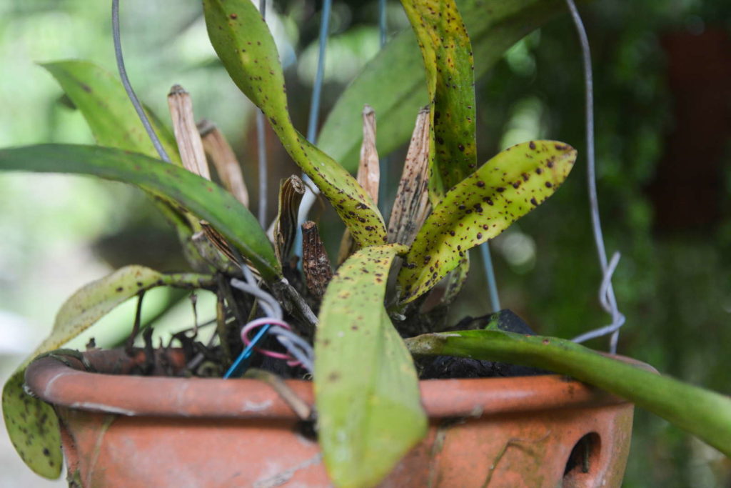 Orchidee Flecken auf Blätter
