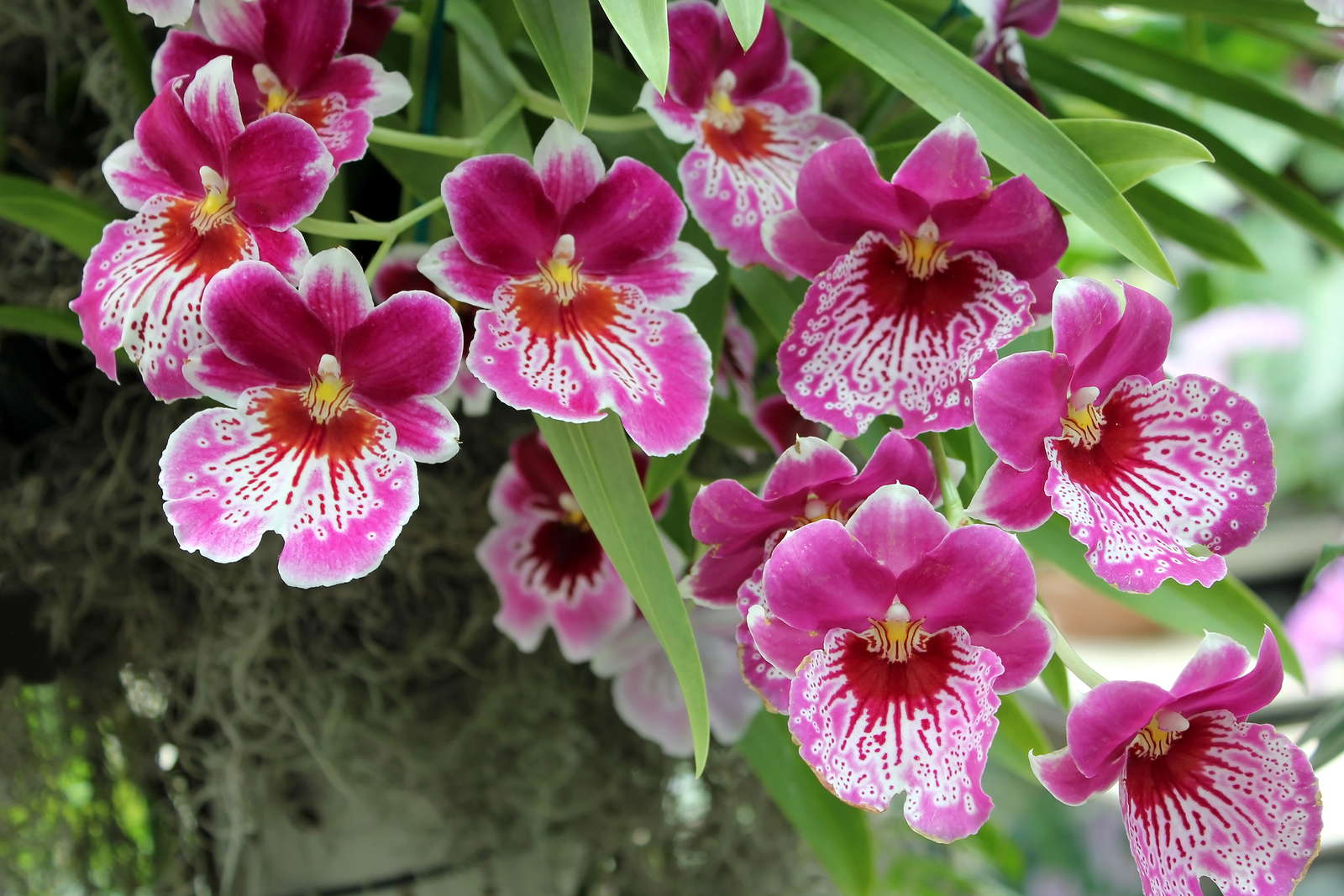 Orchideen Tipps zu Standort, Pflege & Vermehrung Plantura