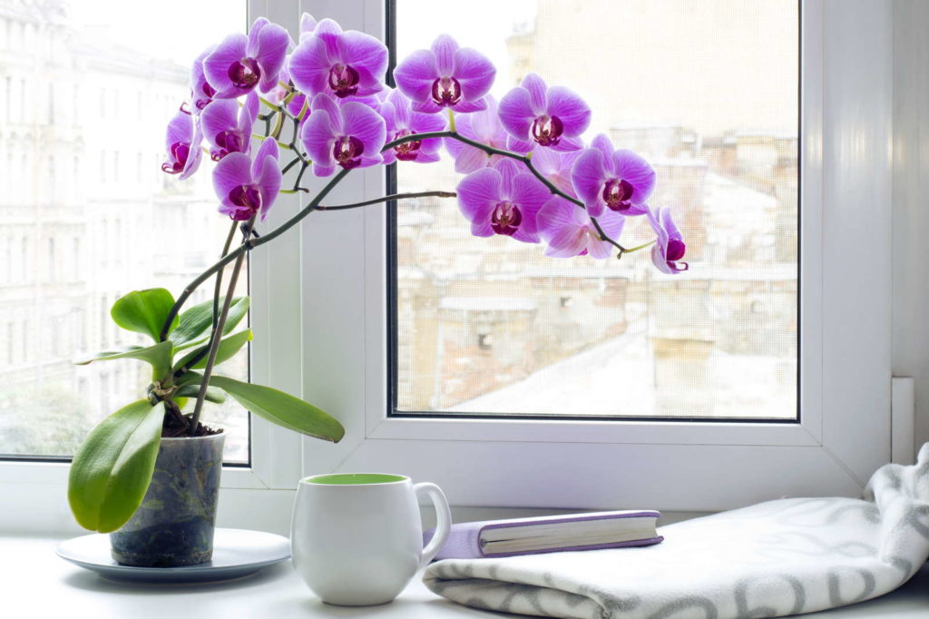 Orchideen Fensterbank Tasse Buch