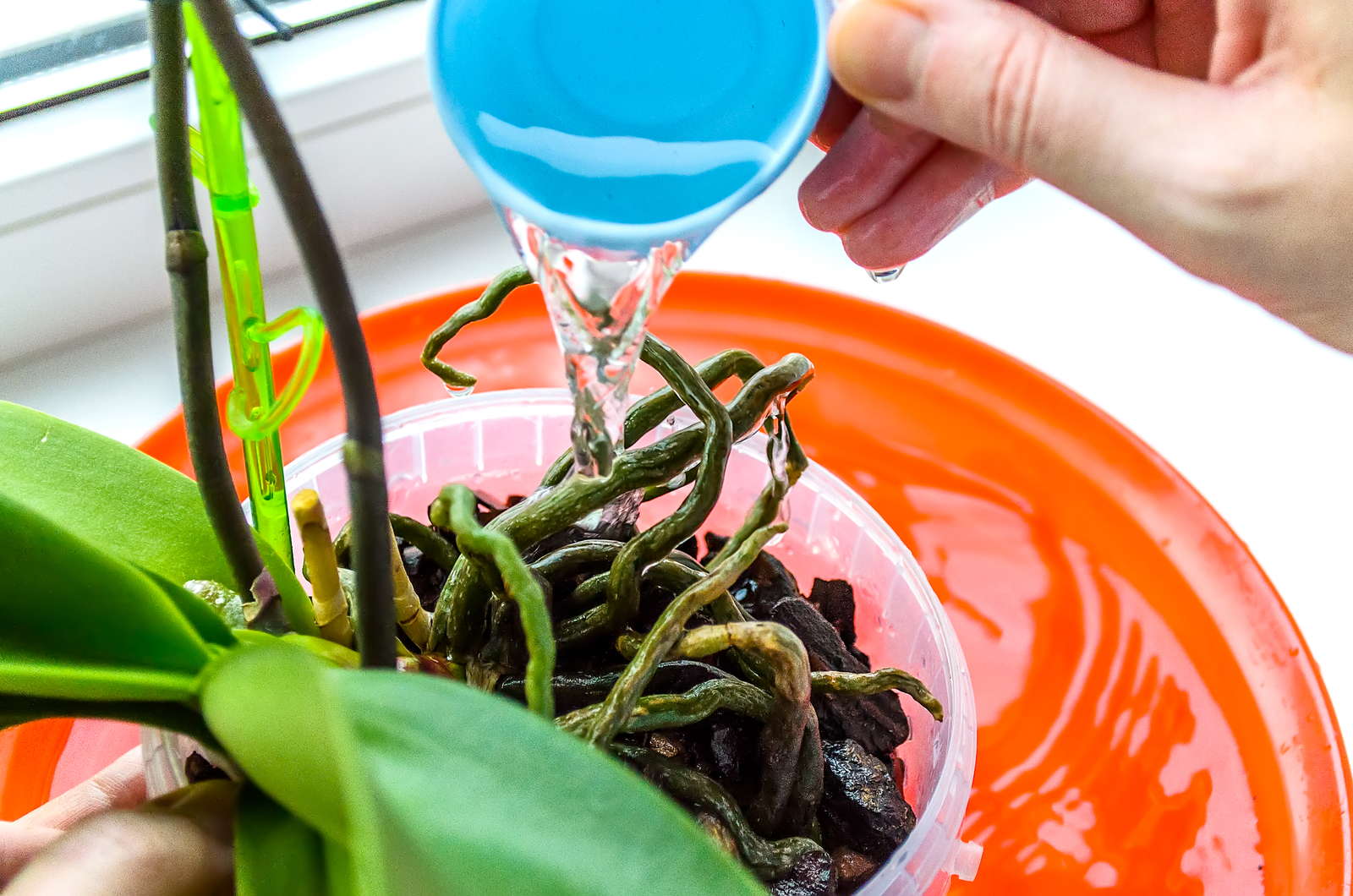 33+ Hefe Für Orchideen, Nach dem abkühlen kann das hefewasser zum