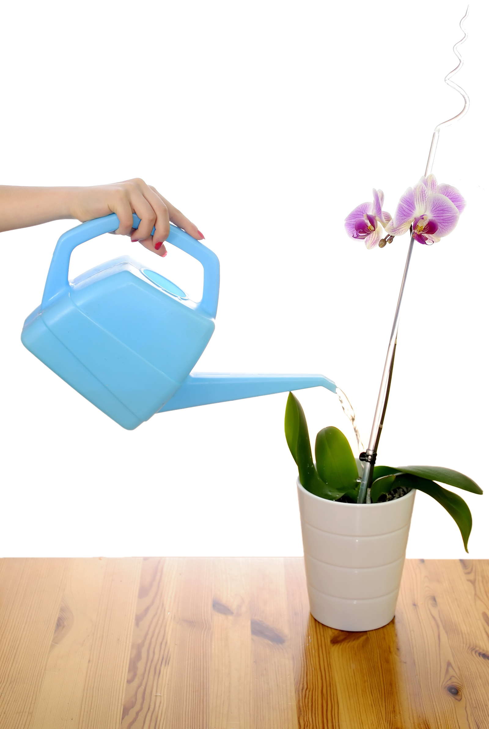 Orchideen gießen Wie oft & wie geht man vor? Plantura