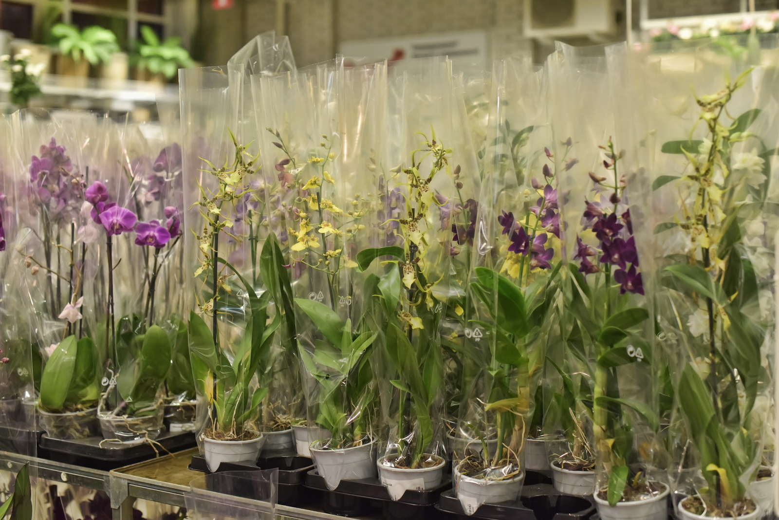 Orchideen pflegen 6 Tipps für die Pflege von Orchideen Plantura
