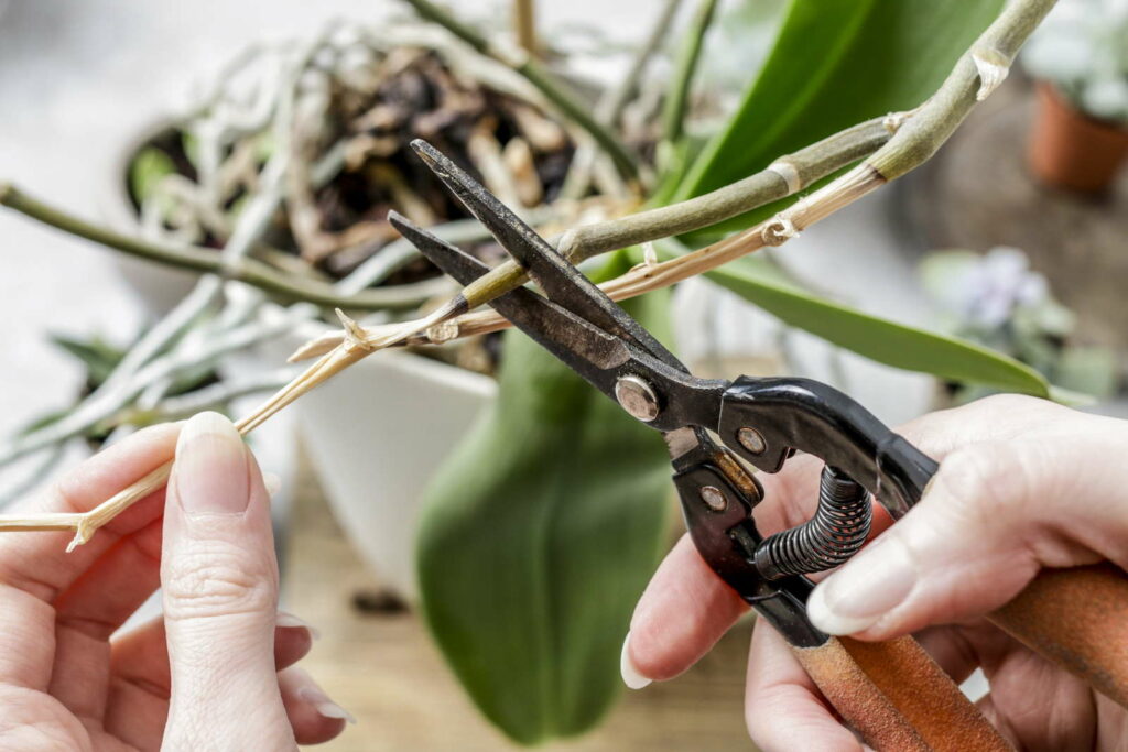 Orchideen schneiden mit Schere